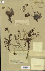 Image result for Zygophyllum leucocladum
