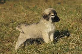 The mom is american bulldog and dad is french bulldog. Anatolian Shepherd Dog Puppies For Sale Akc Puppyfinder