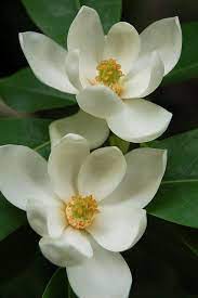 Pin By Lelani Cipara On Flowers Leaves Succulents Trees Etc Magnolia Flower Beautiful Flowers Magnolia Trees