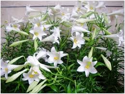 Đất thép thành đồng ở hà nội. Hoa Loa Ken Thá»i Bay Chá»©ng Ä'au Ä'áº§u Máº¥t Ngá»§ Yhocvn Net Y Há»c Báº¡ch Mai