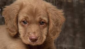 Maybe you would like to learn more about one of these? Wallpaper 1680x977 Px Animal Images Baby Animals Cool Pictures Cute Animals Cuties Hd Images Pet Photos Wallpaper Wild Desktop Images Wild Photos 1680x977 Goodfon 803173 Hd Wallpapers Wallhere