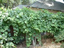 Lush foliage on woody vines create leafy draperies in riparian areas. Vitis Californica California Wild Grape Plantmaster