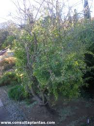 Image result for Gymnosporia glaucophylla