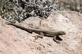 Image result for Microlophus peruvianus