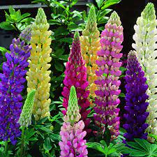Some of these plants will flower only in winter, and others will flower in very early spring, but can still be called winter flowering plants depending on where you live. Creative Farmer Flower Seeds Lupine Mixed Flower Seeds Winter Flowers Outdoor Plant Decor Garden Home Garden Seeds Eco Pack Plant Seeds Amazon In Garden Outdoors