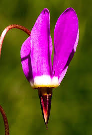 Image result for Primula 1982 Fleet