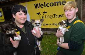 Adoptable dogs from remote communities looking for their forever homes. Sixty Dogs Seeking New Homes After Being Rescued From Atrocious Suspected Puppy Farm The Coventry Observer