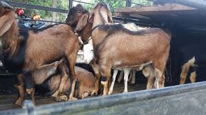 Dengan lahan sempit saja sudah bisa melakukan budidaya kambing kacang. Cara Sukses Ternak Kambing Jawa Randu Bisnis Kambing Sukses Bagian 2