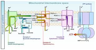 File Etc Electron Transport Chain Svg Electron Transport Chain Electrons Biochemistry