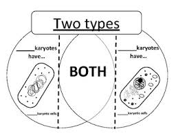 Venn Diagram Prokaryotes Vs Eukaryotes Worksheets Teaching