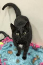 Check spelling or type a new query. Humane Society Of Summit County Sponsor A Pet Grant Report Petfinder Foundation