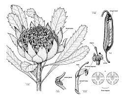 Banksia Flower Diagram Best Flower Wallpaper