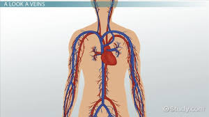 Differentiate among the structure of arteries, veins, and capillaries. What Are Veins Functions Explanation Video Lesson Transcript Study Com