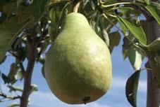 Poirier Docteur Jules Guyot Pyrus Communis Docteur Jules Guyot 1445 Guyot Limonera En Espagne