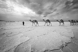 Camels can completely shut their nostrils during sandstorms. The Salt Kingdom Of The Afar Pure Off The Road