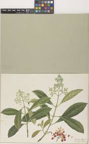 Image result for Psychotria auxopoda