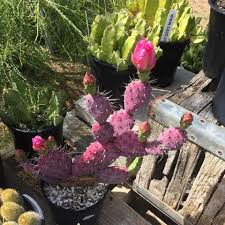 Most specimens are spineless and lack glochids (barbed bristles on the areoles). Baby Rita Opuntia Serra Gardens Landscape Succulents In Fallbrook California Https Shop Cacti Com Serra Gardens Cactus Colorful Succulents Succulents
