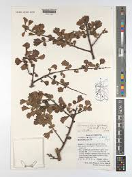 Image result for Commiphora africana