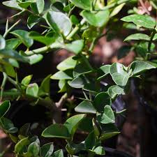 Image result for Carissa bispinosa