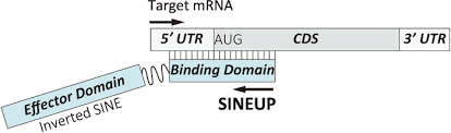 It uses a sequence of genetic rna material produced in a lab that, when injected into your body. Cell Based Assays Of Sineup Non Coding Rnas That Can Specifically Enhance Mrna Translation Protocol Translated To German