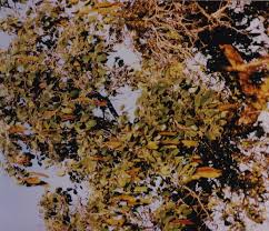 Image result for Piliostigma thonningii