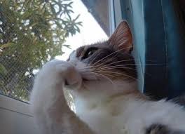 Pensando si valió la pena gastar el pasaje de mi semana en ...