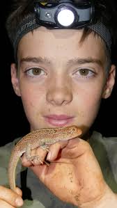 Limnonectes acanthi???