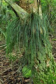 Image result for Vittaria guineensis