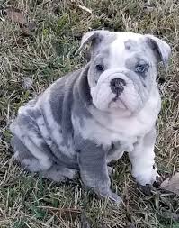 Developed originally in england for bull for sale is the fifth album by german pop band fool's garden, released in 2000. Bulldogs Exotic Persians About Us
