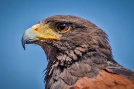 Birds Of Prey Animals List 13 Species Of Hawks In Texas Pics Bird Feeder Hub In 2020 Harris Hawk Animals List Of Animals