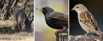 Questions specific to south carolina are the. Hunting In South Carolina 3 Invasive Species To South Carolina And Its Rules For Hunting Them Newsmax Com