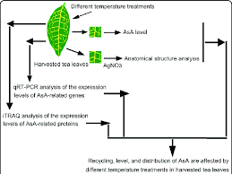 Flow Chart Of The Effects Of Different Temperature