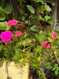 Jenis bunga anggrek di indonesia tentang bunga anggrek : Masih Seputar Bunga Krokot Realme Community