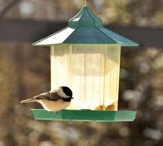Check spelling or type a new query. Don T Worry Research Suggests Birds Won T Become Dependent On You Feeding Them