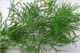 Made A Quick Compound Butter With Fresh Dill Fresh Lime Juice Garlic Powder And Buttah So Good How To Grow Dill Herb Seeds Herbs
