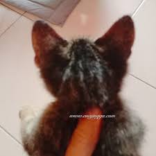 Mula mandikan kucing dengan air sabun ozpure. Petua Cara Hilang Kurap Pada Kucing