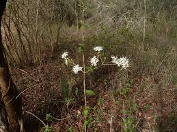 Image result for Pavetta gracillima