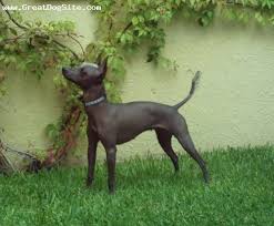 Desde la glorieta en zona rio tijuana. Xoloitzcuintle Xolo Originally Mexico Dog New Blog Dogs