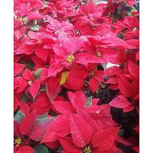 Check spelling or type a new query. Poinsettia Red Flower Plant Seeds Shopee Philippines