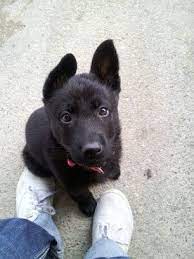 all black german shepherd her name is sophie and she is just the sweetest thing 3 german shepherd dogs german shepherd puppies puppies
