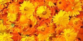 2019 baru calendula officinalis bunga ekstrak bubuk kaya lutein dan zeaxanthin. 6 Manfaat Bunga Calendula Untuk Wajah Cegah Kulit Kering Dan Penuaan Dini Merdeka Com