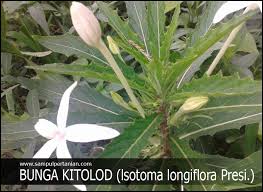 Jika mata tidak berfungsi dengan baik, maka penglihatan akan berkurang. Cara Membuat Dan Mengolah Bunga Kitolod Menjadi Obat Mata