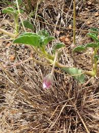Image result for Monsonia senegalensis