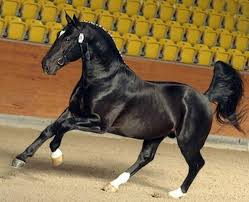Ritsma Show Horse Horses Warmblood Horses Different Horse Breeds