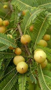 The amla or indian gooseberry is a small leafy tree that grows throughout india and bears an edible fruit. Growing Amla Tree How To Grow Indian Gooseberry Balcony Garden Web