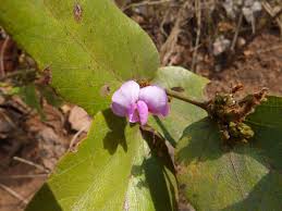 Image result for Adenodolichos