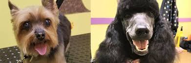 Check spelling or type a new query. Doggy Stylz Mobile Pet Spa Is A Mobile Dog Groomer And Mobile Pet Groomer In Columbia Sc