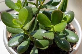 Check spelling or type a new query. Jade Plant Overwatering Symptoms And Solutions Smart Garden Guide