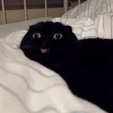 20 Adorable Cats That Will Curl Up Around Your Heart Cutesypooh Cute Cats Cute Animals Cats