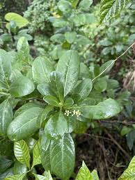 Image result for Psychotria heterosticta